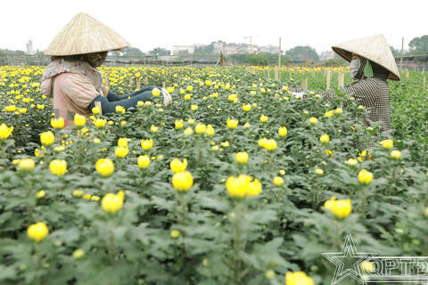 Làng hoa Tây Tựu gọi Xuân về